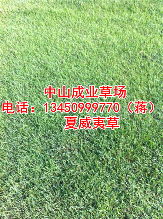 夏威夷草%广东夏威夷草基地
