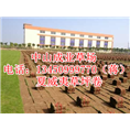 夏威夷草#夏威夷草坪#广东夏威夷草坪