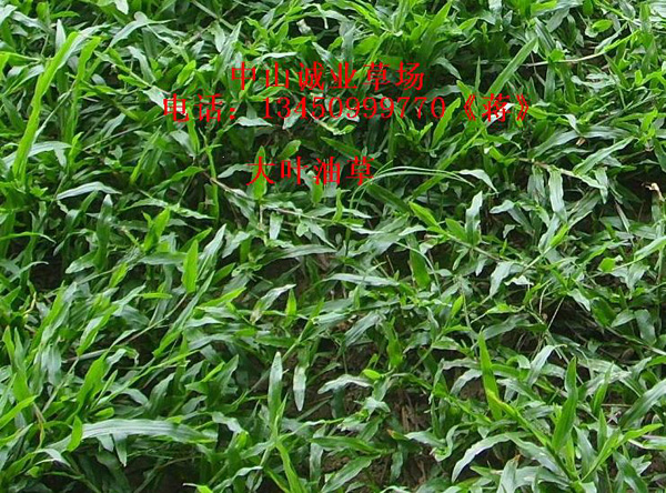 大叶油草/广东草场销售