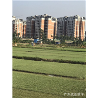 中山草皮-中山成业草皮“祝”中秋快乐
