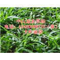 广东大叶油草坪%中山大叶油草坪