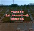 包种草坪工地/广东草场销售中心