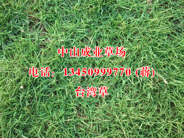 台湾草/广东台湾草