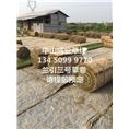广东草皮基地-中山兰引三号草卷|草皮预定