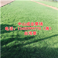 台湾草%广东台湾草%广东台湾草基地