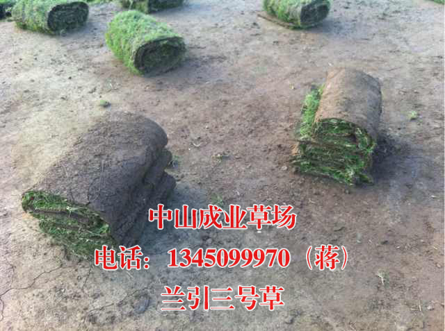 促销！兰引三号草|广东兰引三号草