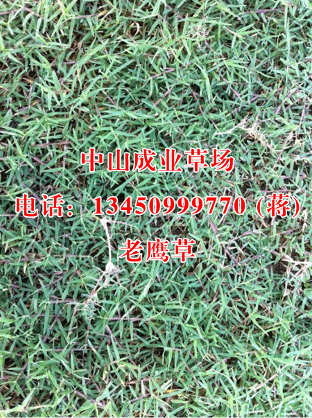 老鹰草/中山销售台湾草
