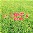 大叶油草%广东大叶油草基地