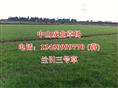 兰引三号草/广东草坪专业供应