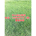 夏威夷草%广东夏威夷草基地