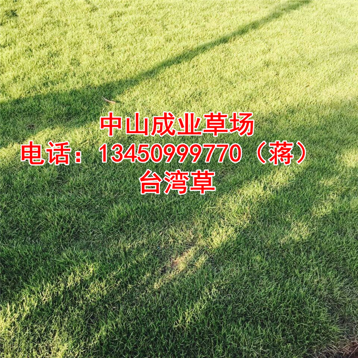 台湾草%广东台湾草%广东台湾草基地