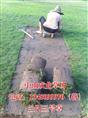 兰引三号草|广东兰引三号草