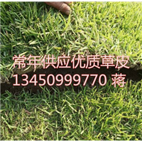 广东草皮基地量大-中山草皮