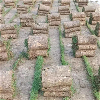 中山兰引三号草中山兰引三号草卷基地