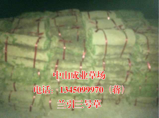 兰引三号草|广东供应兰引三号草