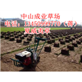 夏威夷草#夏威夷草坪#广东夏威夷草坪