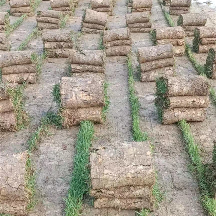 中山兰引三号草中山兰引三号草卷基地
