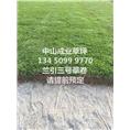 广东草皮基地-中山兰引三号草卷|草皮预定
