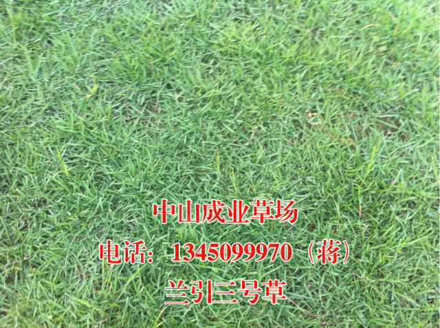 兰引三号草|广东兰引三号草