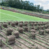 佛山大叶油草佛山兰引三号草佛山边坡喷草籽