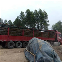 广东成业草皮基地广东夏威夷草卷