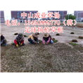 广东足球场植草根&中山足球场植草根