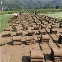 中山台湾草中山台湾草皮基地大量出售
