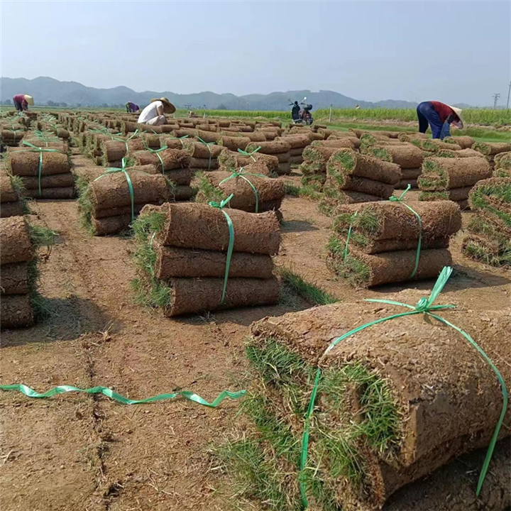 中山草皮中山台湾草一平方多少钱