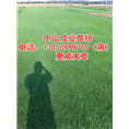 夏威夷草%广东夏威夷草基地