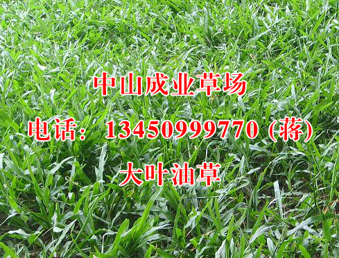 大叶油草/广东草坪专业供应