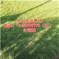 台湾草%广东台湾草%广东台湾草基地
