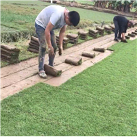 广东台湾草中山台湾草成业草皮基地