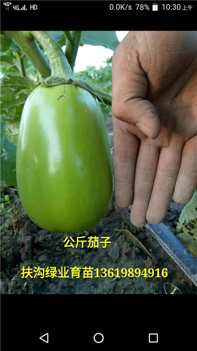 河南公斤茄子批发|扶沟公斤茄子