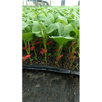 河南公斤茄苗|扶沟公斤茄苗