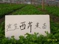 ω菜苗供应|优质菜苗提供 