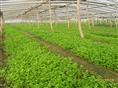 ◆◆◆菜苗基地|蔬菜育苗基地提供优质菜苗 