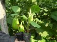 ★★菜苗|菜苗基地|菜苗供应 