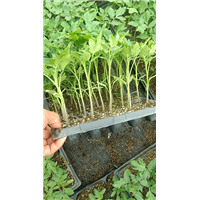 扶沟公斤茄苗|河南公斤茄苗