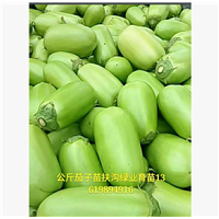 河南公斤茄子|扶沟公斤茄子
