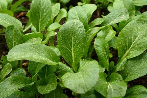 蔬菜苗基地/河南哪里种植西兰花苗 