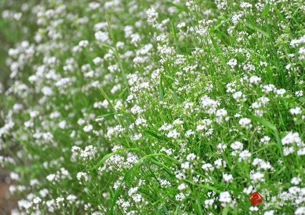 菜苗基地/河南哪里有菜苗基地