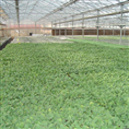 河南菜苗基地/河南哪里有茄子苗供应 