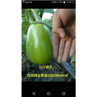 河南公斤茄子批发|扶沟公斤茄子