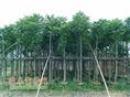麻楝