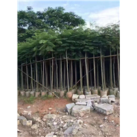 广东凤凰木基地