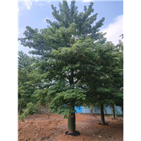 云浮大腹木棉