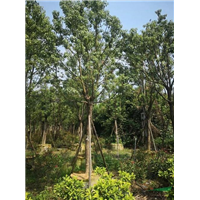 广东造型香樟供应