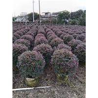 揭阳红继木