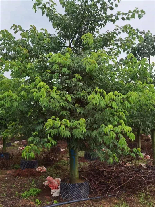 中山直销大腹木棉