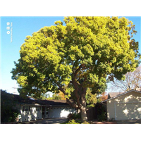 揭阳大量供应造型香樟